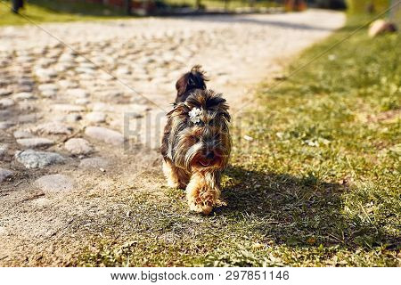 Yorkshire Terrier. Little Cute Dog On A Walk In The Park. Bright Background With Bokeh.