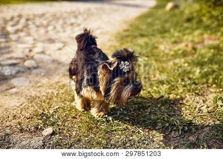 Yorkshire Terrier. Little Cute Dog On A Walk In The Park. Bright Background With Bokeh.