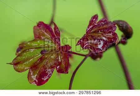 Rain On The Leaves Of A Japanese Maple Tree