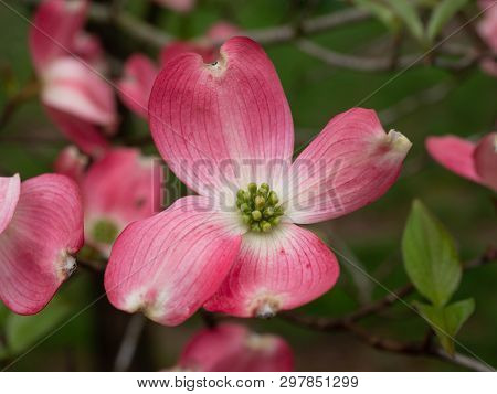 Pink And White Dogwood Tree Blossom In Spring