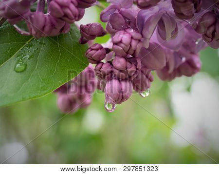 Raindrops On Spring Blooming Purple Lilac Blossoms