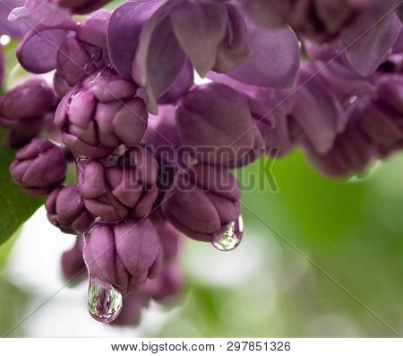 Purple Lilac Tree Blossom After The Rain