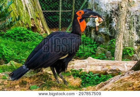 Southern Ground Hornbill Holding Its Killing, Big Bird Of Prey From Africa, Vulnerable Animal Specie