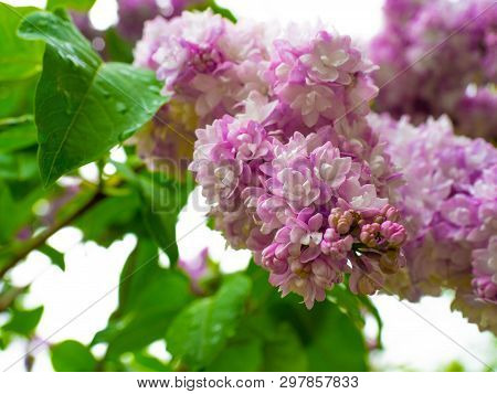 Purple Lilac Tree Blossom In The Spring