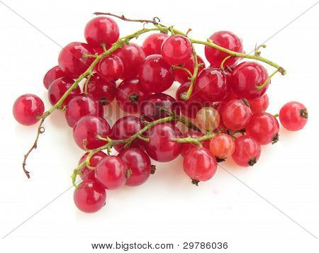 clusters of red currant fruits
