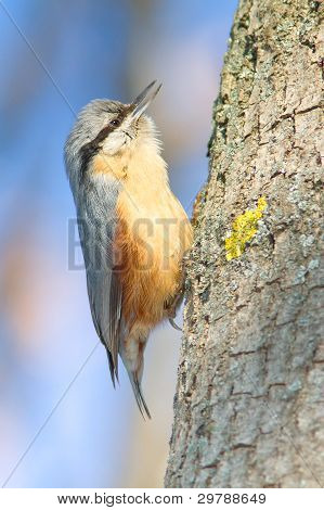 Sıvacı kuşu (Sitta europaea)