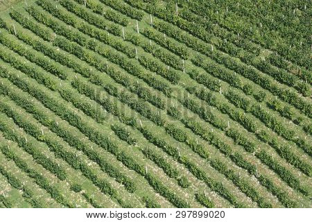 PLESIVICA, CROATIA - JULY 19: Green rows of grapevine under sun in Plesivica vineyard region, Nothern Croatia, on July 19, 2011.