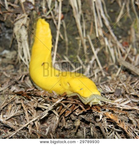 Banana Slug
