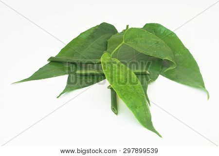 Laurel Clockvine, Blue Trumphet Vine On White Background.