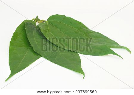 Laurel Clockvine, Blue Trumphet Vine On White Background.