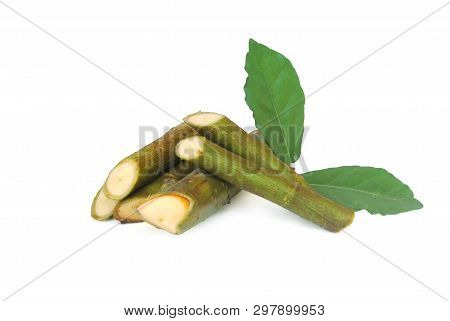 Streblus Asper Lour.has Anti-bacterial Effect, Treat Toothache And Has Anti-inflammatory Effect.with