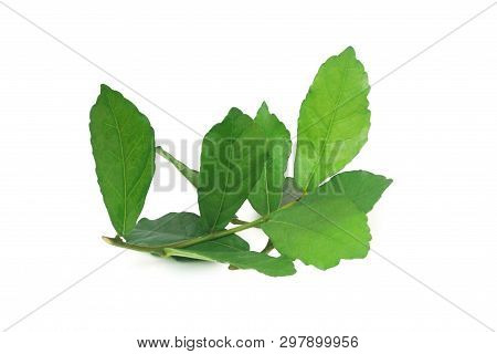 Streblus Asper Lour.has Anti-bacterial Effect, Treat Toothache And Has Anti-inflammatory Effect.with