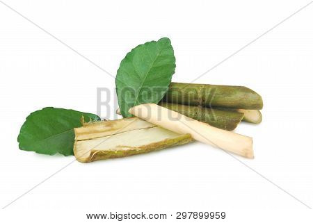 Streblus Asper Lour.has Anti-bacterial Effect, Treat Toothache And Has Anti-inflammatory Effect.with