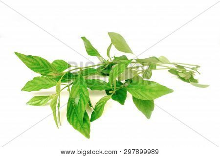 White Crane Flower Is Used To Extract Various Medicines For Medicinal Purposes In Thailand.