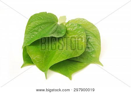 Nasutus Herbal Extract. Rhinacanthus Nasutus Kurz.rhinacanthus.