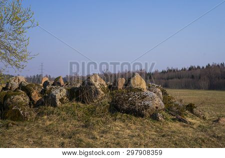 A Willow Bush With Open Male Earrings Full Of Pollen Near A Pile Of Stones In The Field.
