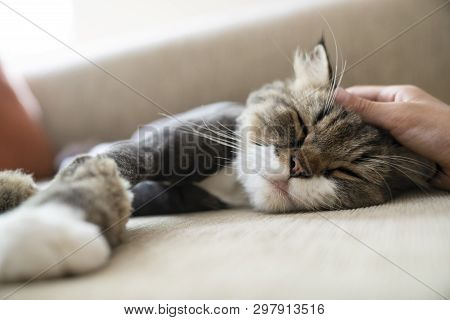 Boy's Hand Stroking Cat To Sleep