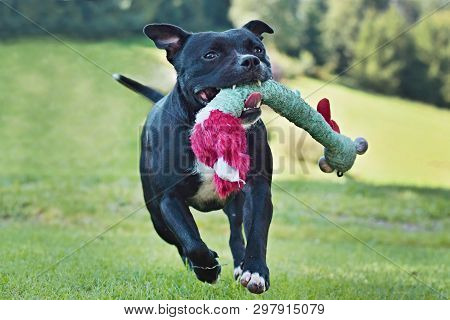 Happy Dog Running With A Toy In The Mouth, Staffordshire Bull Terrier
