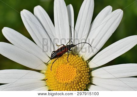 Daisy And Beetle, Summer In The Maedow