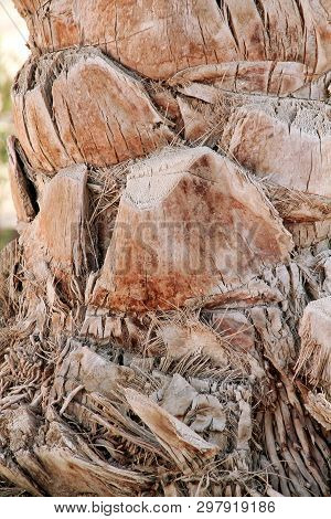 Palm Tree Close Up Of Texture. Close Up Of Selective Focus Of Trunk Of The Palm Texture. Summer Phot