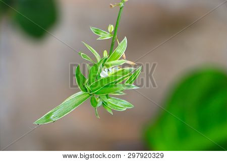 Close Up Of Chlorophytum Comosum Plant As Natural Background - Botanical, Ecological And Environment