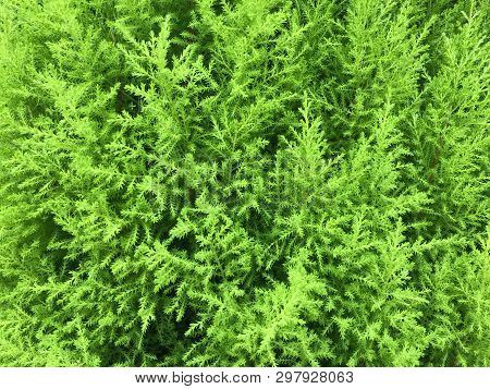 Full Frame Shot Of Bush Of Common Juniper Or The Scientific Name Is Juniper Communis In Daylight Wit