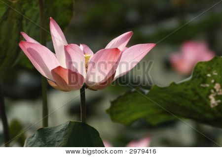 Fuldt flor Lotus
