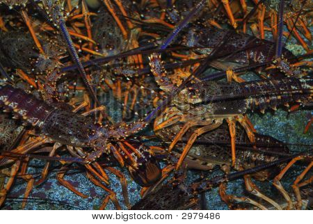 Lots Of Lobster