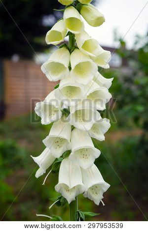 Digitalis Grandiflora Or White Foxglove In Garden