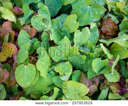 Colorful Foliage Of Red Barrenwort, Epimedium X Rubrum In Spring.