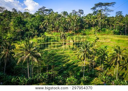 Paddy Field Rice Terraces In Ceking, Ubud, Bali, Indonesia
