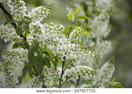 Blossoms Of European  Bird Cherry Tree (prunus Padus). Blooming Prunus Padus, Known As Bird Cherry, 