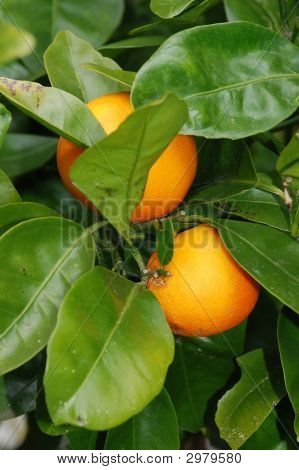 Oranges
