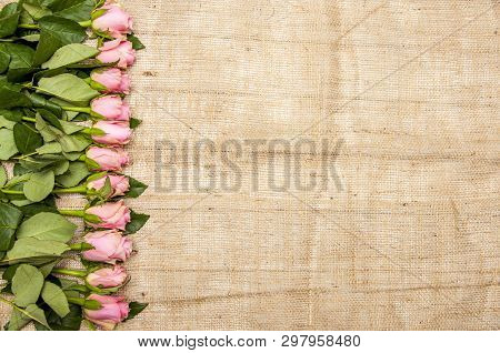 Pink Roses On A Rough Fabric, Background, Copy Space