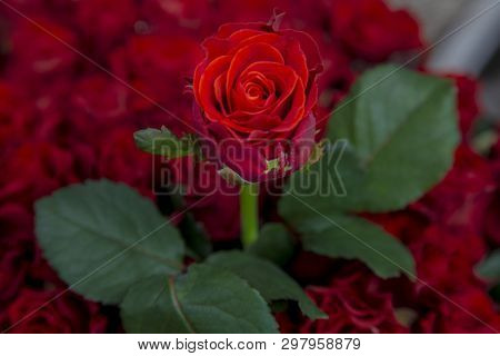 Fresh Red Rose Over Other Roses And Leaves. Background