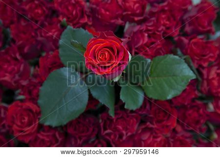 Fresh Red Rose Over Other Roses And Leaves. Background