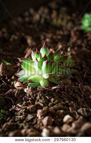 Houseleek For Sempervivum Plant In The Night