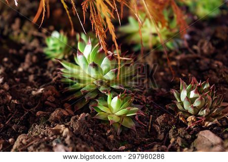 Houseleek For Sempervivum Plant In The Night
