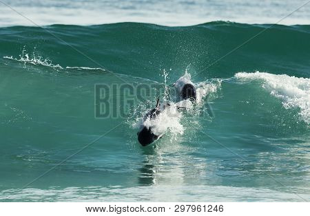 Commerson's Dolphins Diving In Blue Water