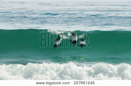 Commerson's Dolphins Diving In Blue Water