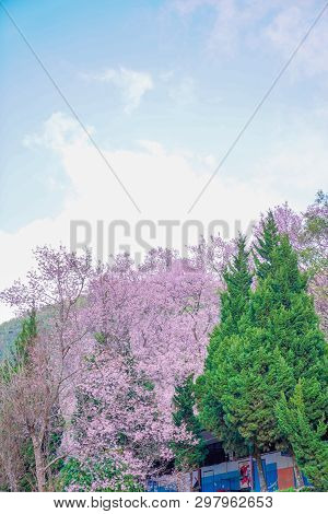 Wild Himalayan Cherry Or Prenus Cerasoides, Call 