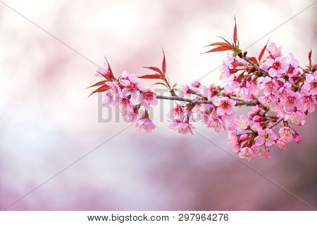 Prenus Tree, Looks Like Sakura Blossom.