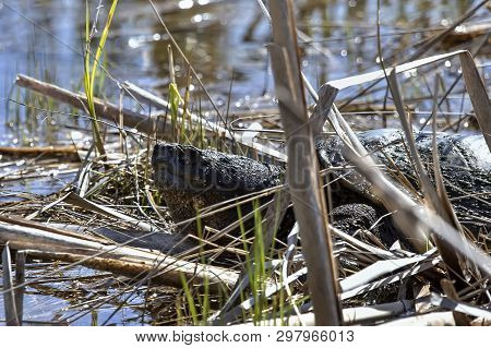 Old Common Snapping Turtle (chelydra Serpentina) In The Conservation Wildlife Area In Wisconsin.