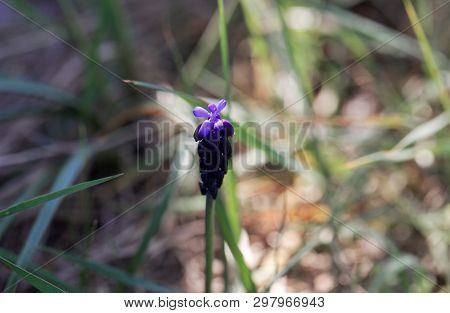 Blossom Of A Common Grape Hyacinth, Muscari Neglectum