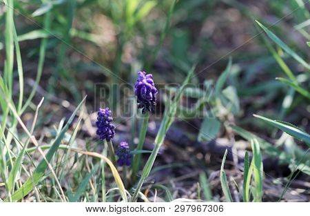 Blossom Of A Common Grape Hyacinth, Muscari Neglectum