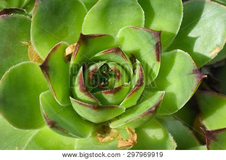 Common Houseleek, Sempervivum Tectorum, Close Up. Houseleek Background