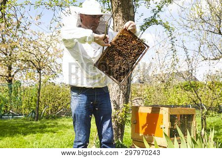 Beekeeper On Apiary. Beekeeper Is Working With Bees And Beehives On The Apiary. To Restack A Hive, T