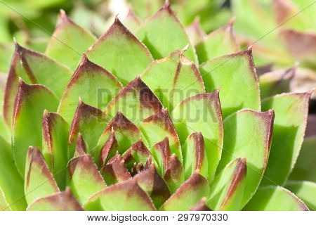 Common Houseleek, Sempervivum Tectorum, Close Up. Houseleek Background