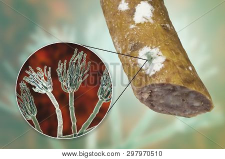 Colony Of Penicillium Mold On The Surface Of Smoked Sausage And Closeup View Of Penicillium Fungus, 