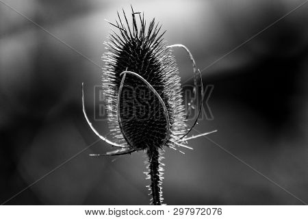 Closeup Of A Teasle Flower Head That Had Lost Its Petals And Only The Seed Head Remains.